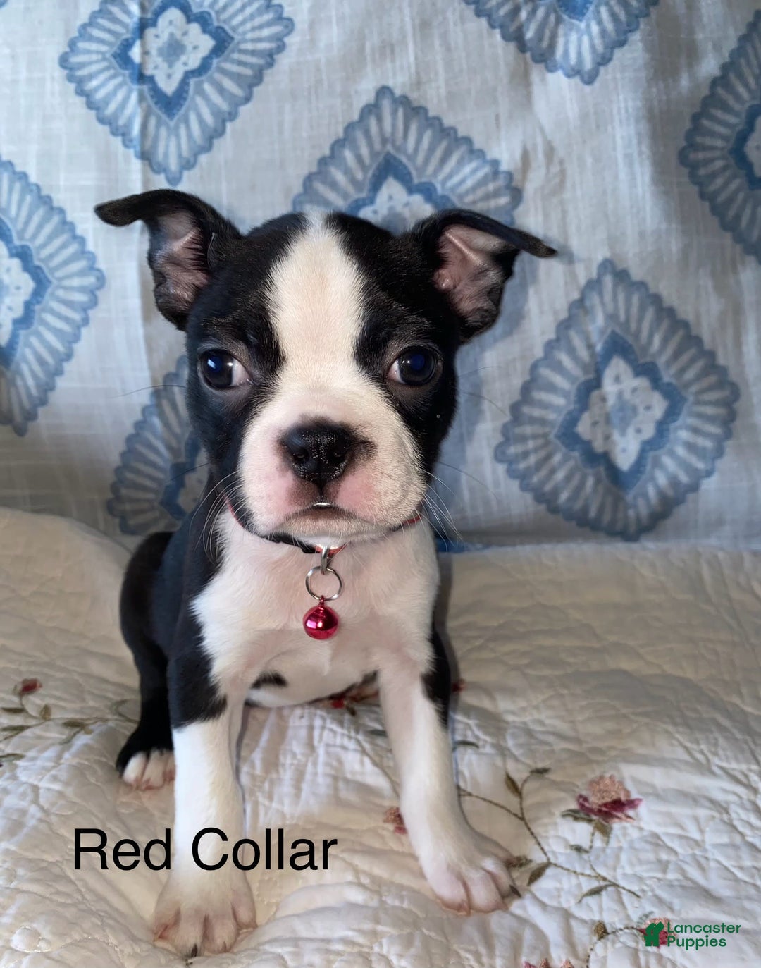 Boston Terrier dogs for sale: Meredith - Image 4