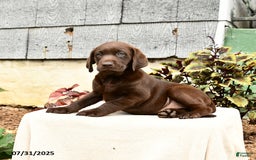 Labrador Retriever dogs for sale: Maple - Image 4
