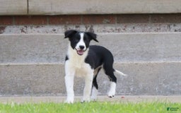Border Collie dogs for sale: Sunny - Image 5