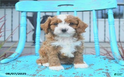 Cavapoo dogs for sale: Aspen - Image 3