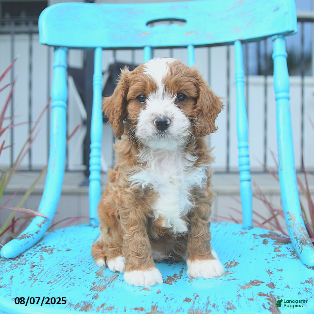 Cavapoo dogs for sale: Aspen - Image 3