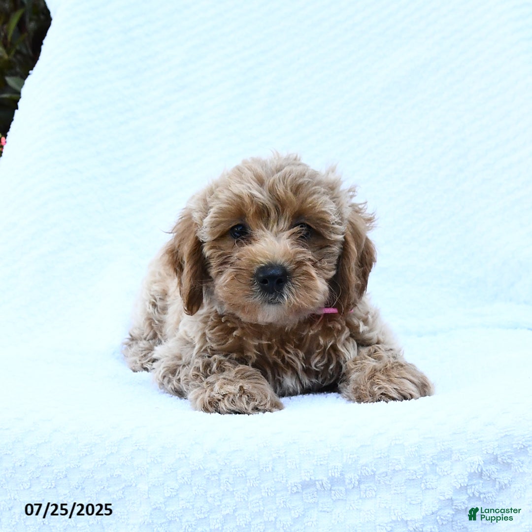 Cockapoo dogs for sale: Ben - Image 2