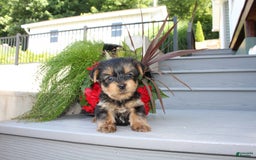 Yorkshire Terrier dogs for sale: Tiny Tim - Image 9