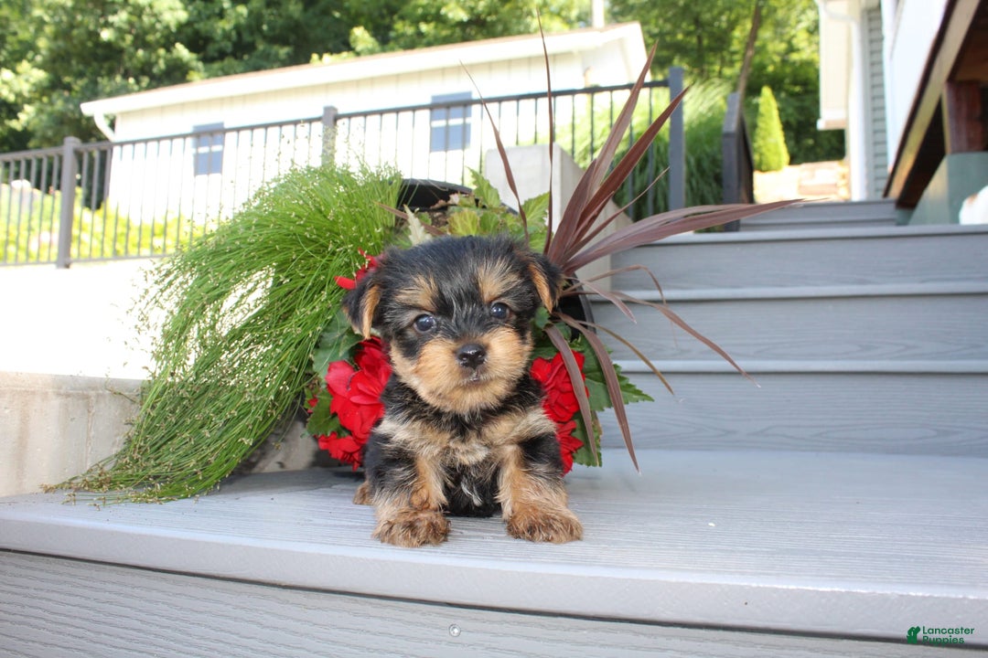 Yorkshire Terrier dogs for sale: Tiny Tim - Image 9