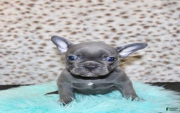 French Bulldog dogs for sale: Phoenix - Image 1