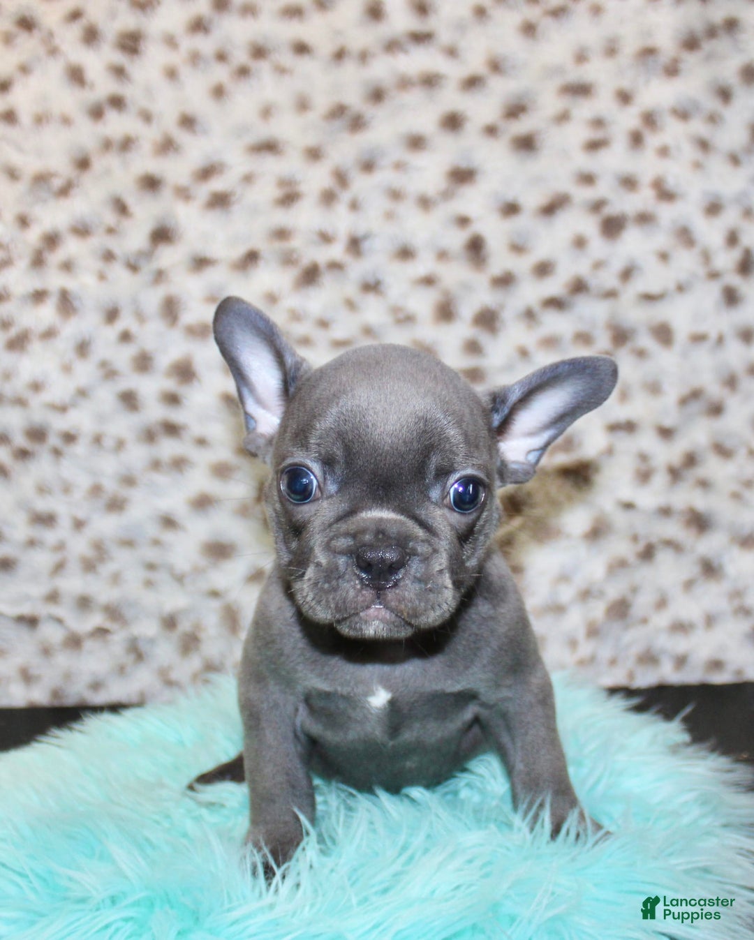 French Bulldog dogs for sale: Phoenix - Image 1