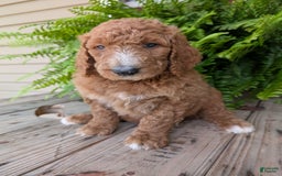 Goldendoodle dogs for sale: Asher - Image 18