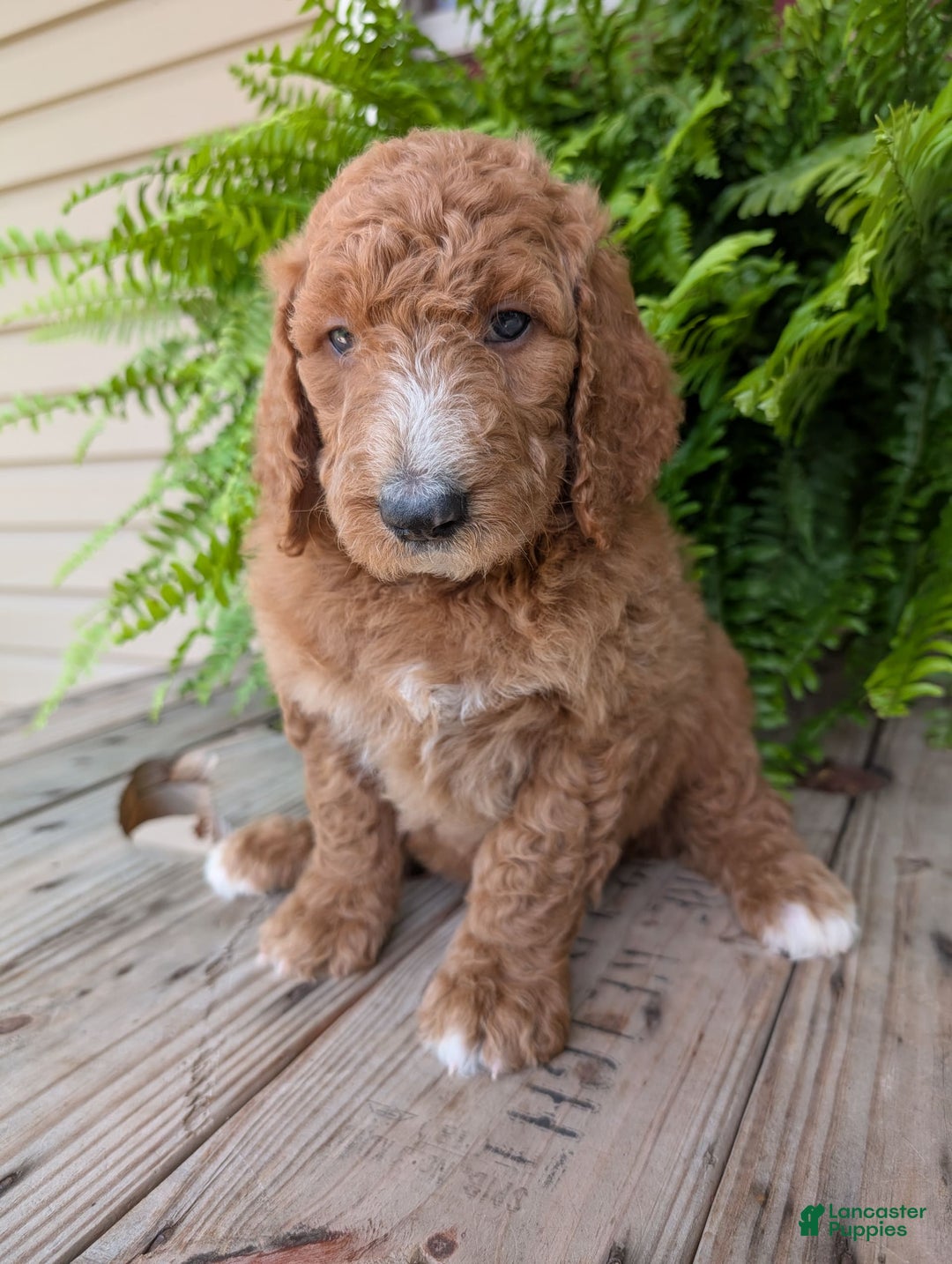 Goldendoodle dogs for sale: Asher - Image 18