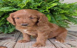Goldendoodle dogs for sale: Ellie - Image 31
