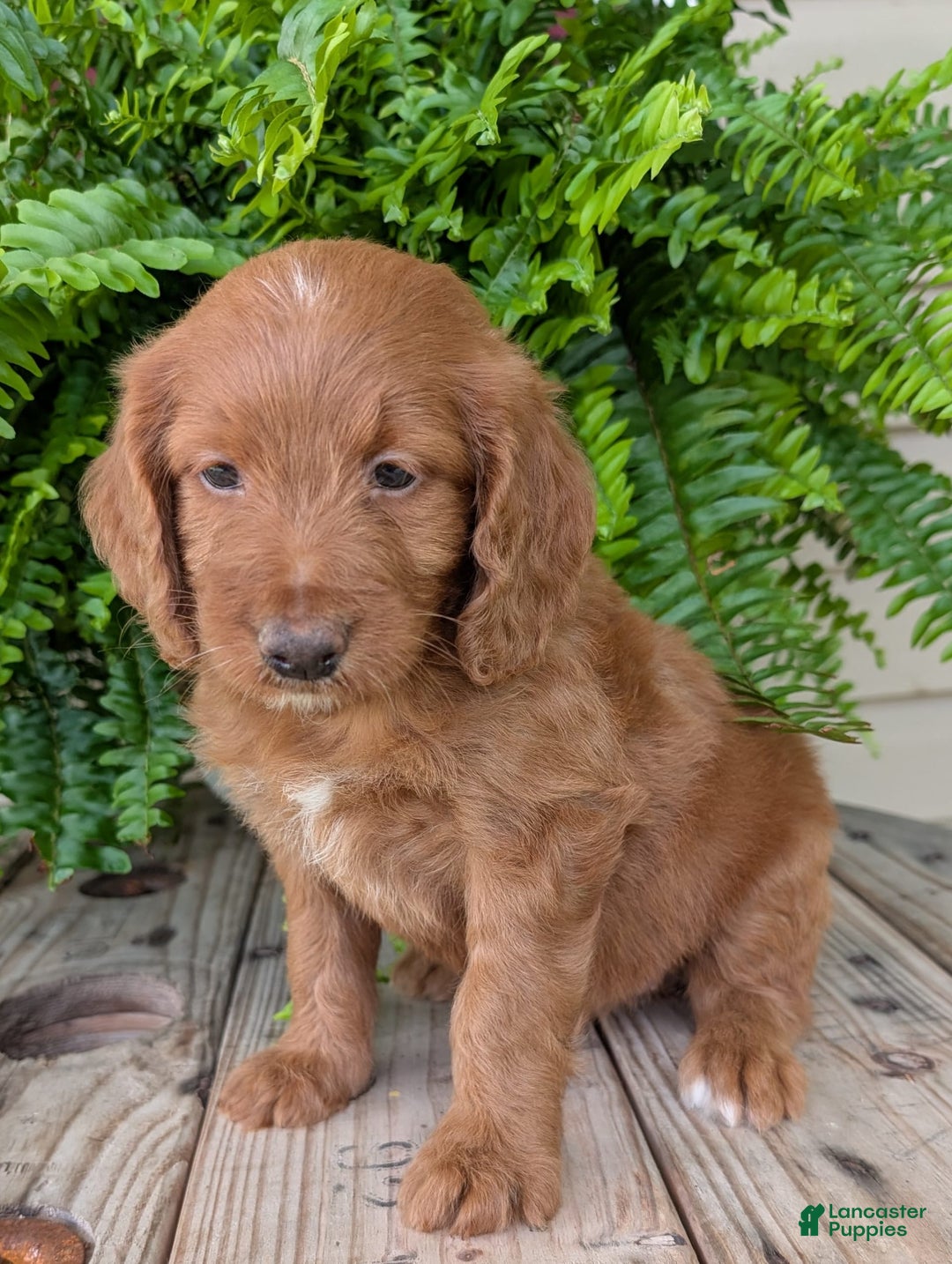 Goldendoodle dogs for sale: Ellie - Image 31