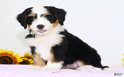 Mini Bernedoodle dogs for sale: Poppy - Image 2