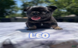 French Bulldog dogs for sale: French Bulldog 3 puppies - Image 3