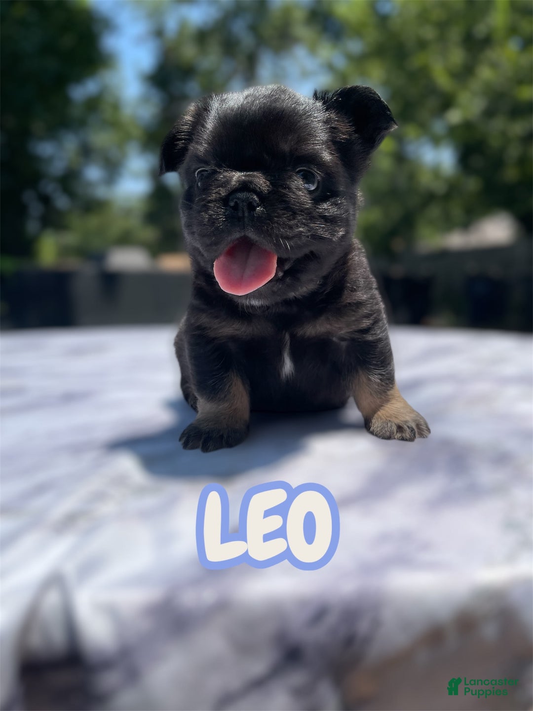 French Bulldog dogs for sale: French Bulldog 3 puppies - Image 3