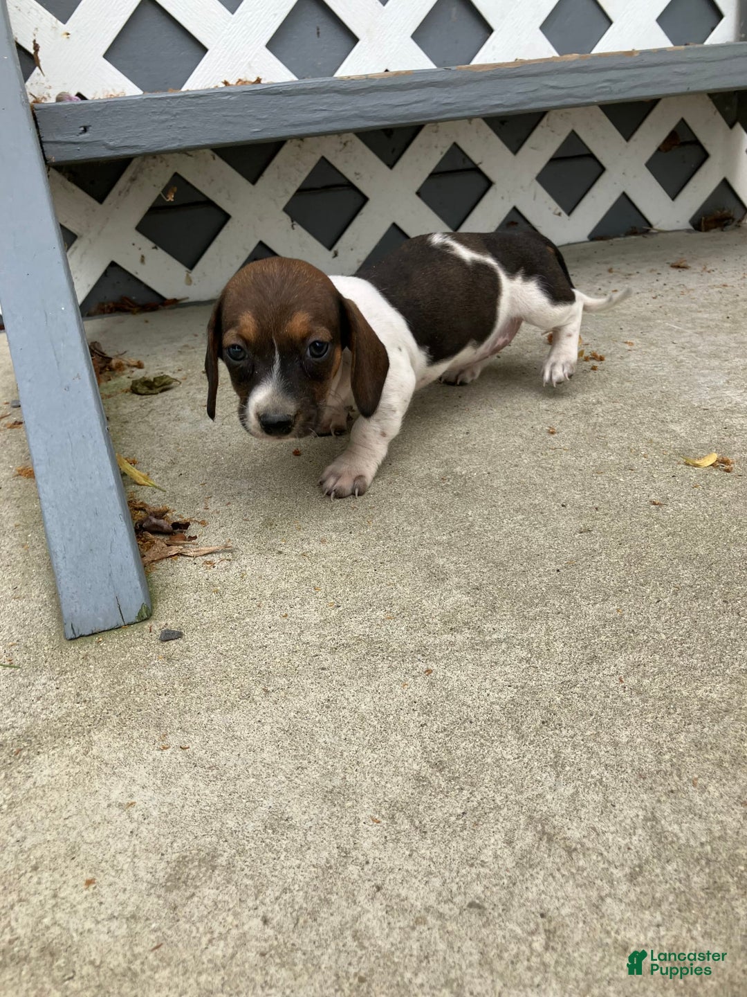 Miniature Dachshund dogs for sale: Roselyn - Image 3