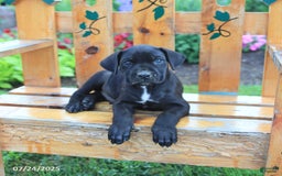 Cane Corso dogs for sale: Kingston - Image 4
