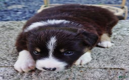 Border Collie dogs for sale: Aaron - Image 4