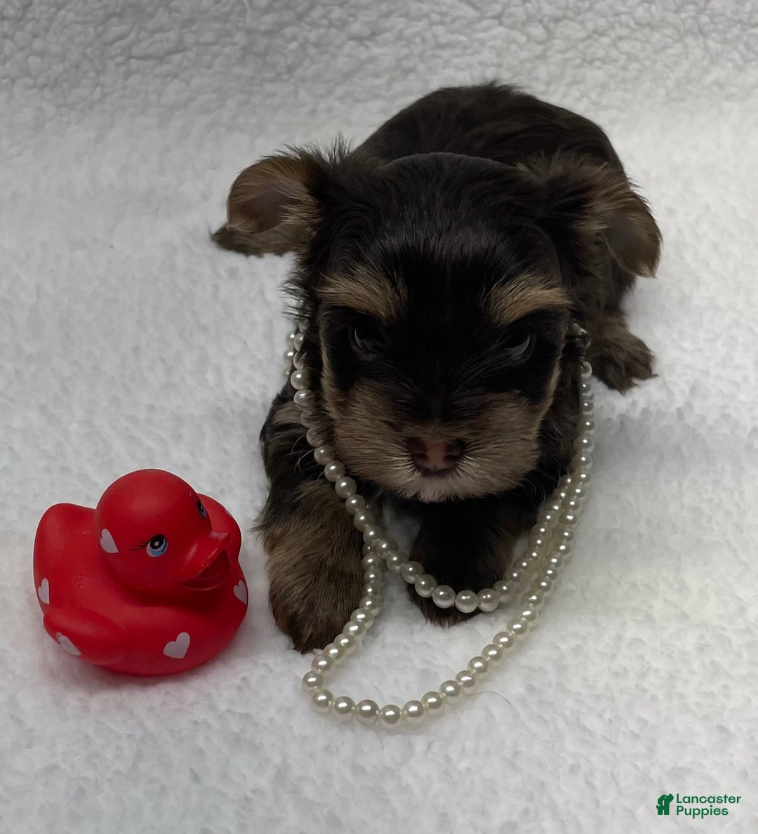 Yorkshire Terrier dogs for sale: Fancy - Image 3