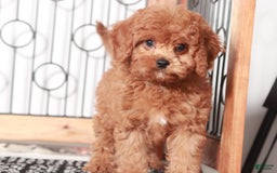Cavapoo dogs for sale: Fester - Image 1