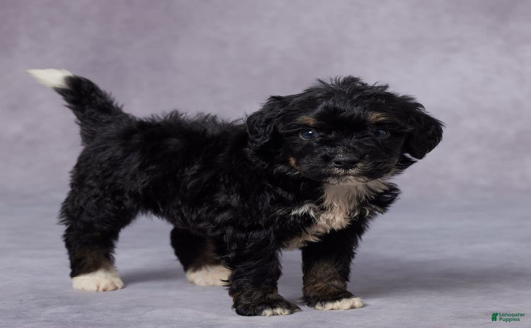 Mini Bernedoodle dogs for sale - Ad 4