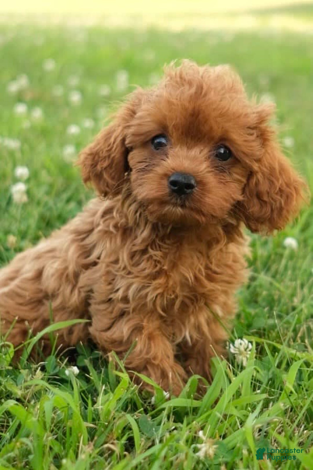 Cavapoo dogs for sale: Marty - Image 2