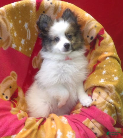 Pomeranian dogs for sale - Ad 2
