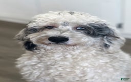 Goldendoodle dogs for sale: Named To Be Determined By New Parents - Image 3