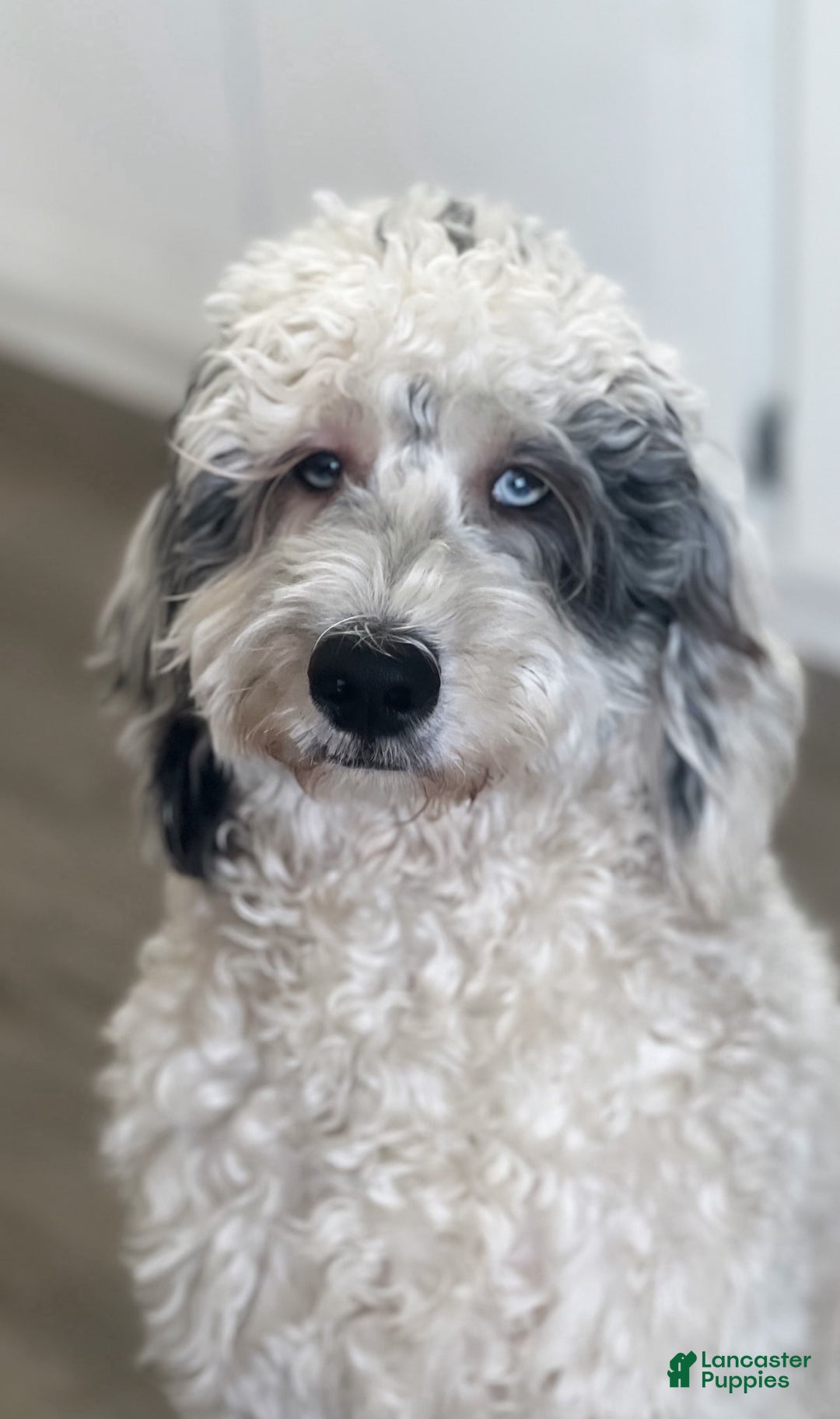 Goldendoodle dogs for sale: Named To Be Determined By New Parents - Image 3