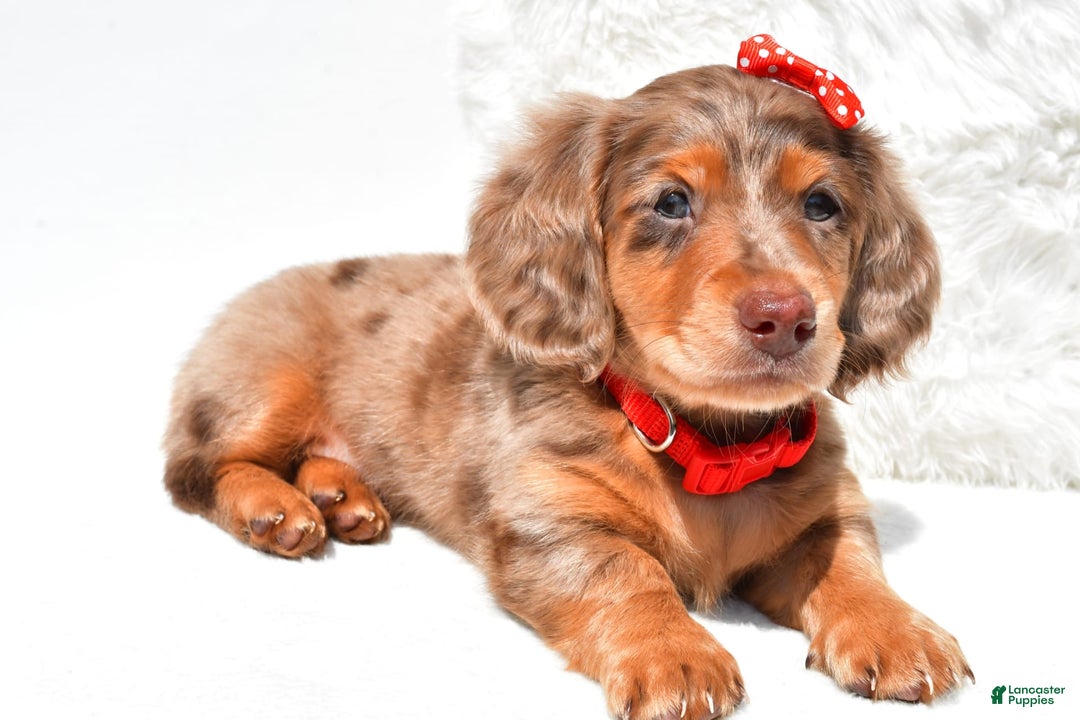 Dachshund dogs for sale: Kody - Image 6
