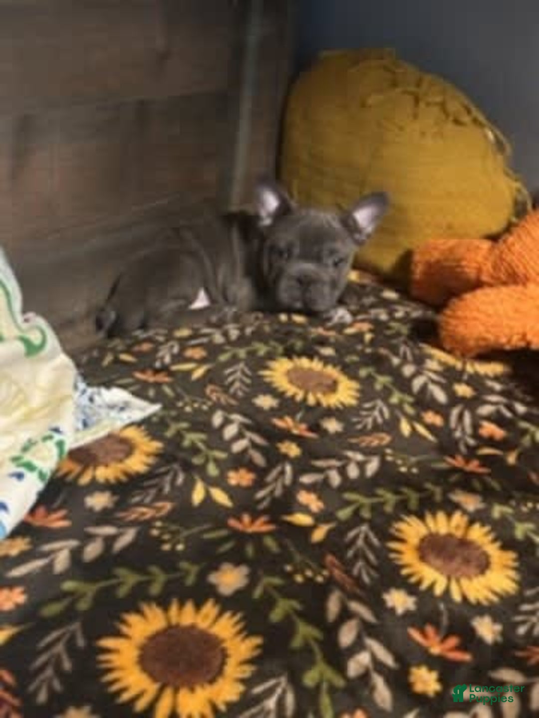 Frenchton dogs for sale: Boy 1 - Image 1