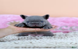 French Bulldog dogs for sale: Diana - Image 2