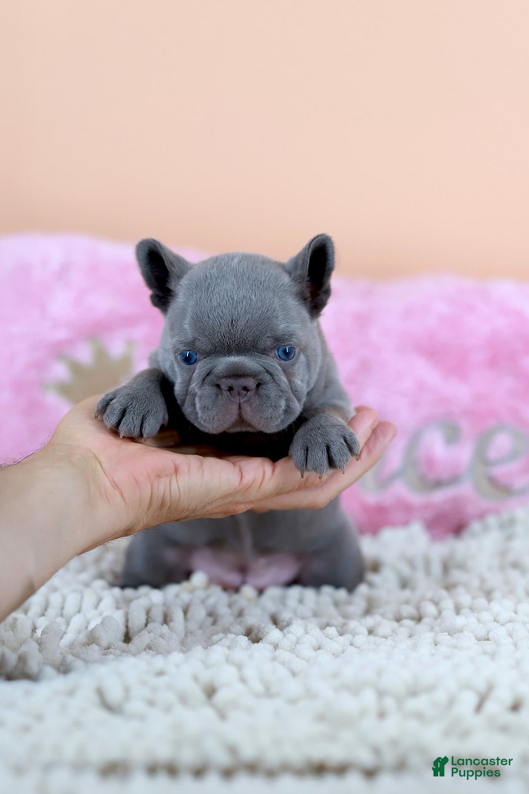 French Bulldog dogs for sale: Diana - Image 2