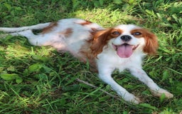 Cavalier King Charles Spaniel dogs for sale: Sage - Image 3