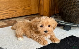 Maltipoo dogs for sale: Cody - Image 13
