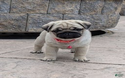 Pug dogs for sale: Pug 4 puppies - Image 7