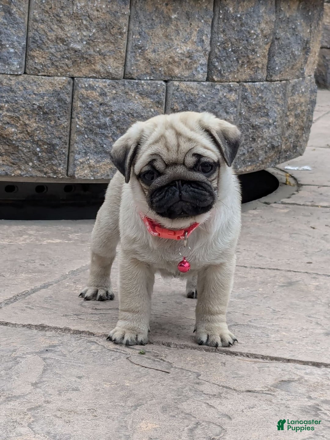 Pug dogs for sale: Pug 4 puppies - Image 7