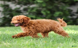 Goldendoodle dogs for sale: Annie - Image 12