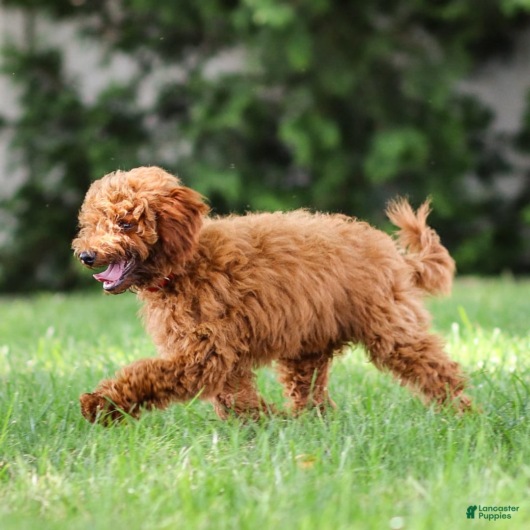 Goldendoodle dogs for sale: Annie - Image 12