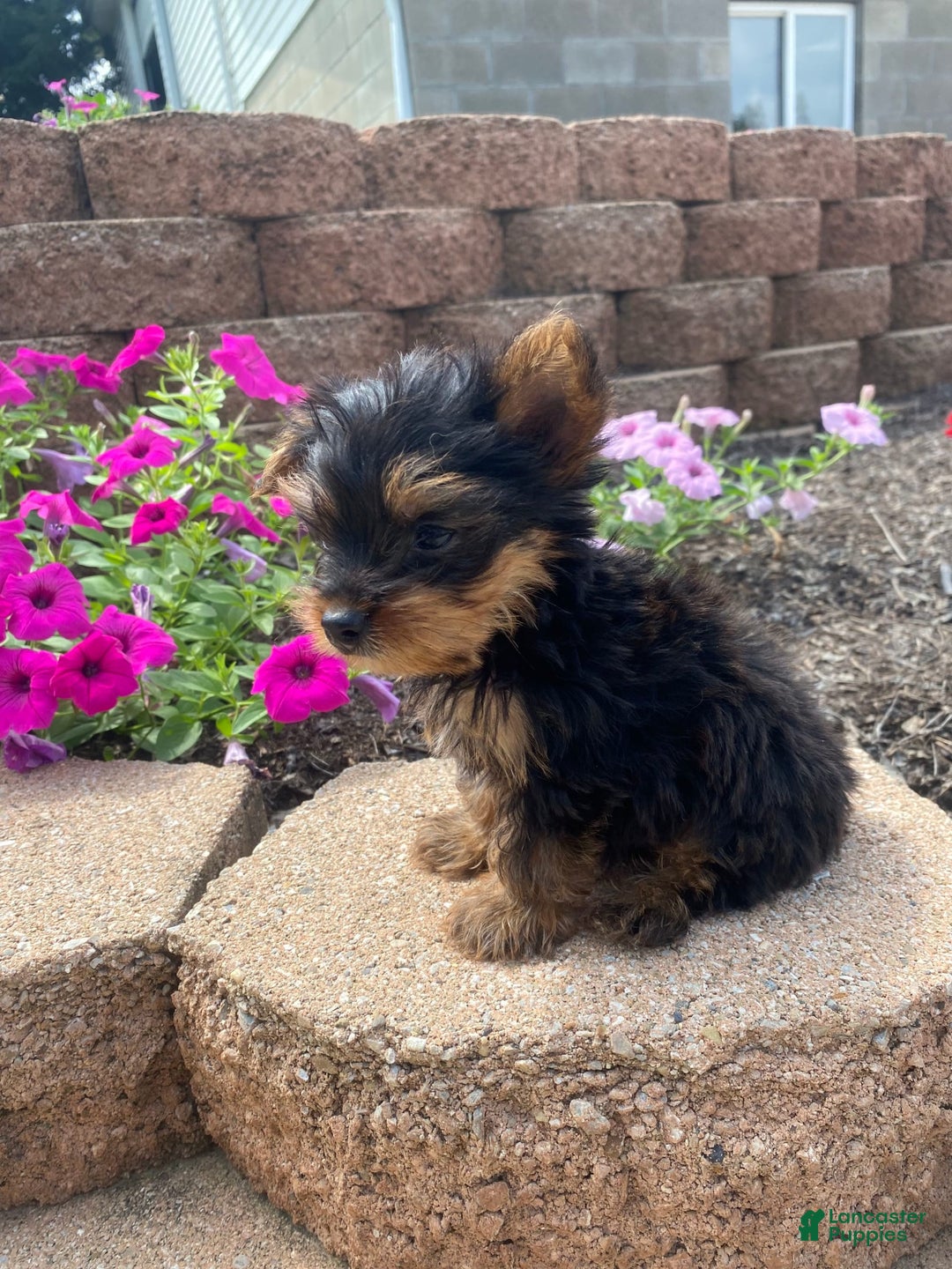 Yorkshire Terrier dogs for sale: Rebel - Image 3