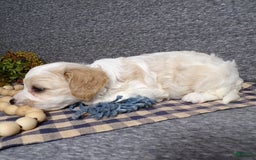 Cavachon dogs for sale: Banjo - Image 9