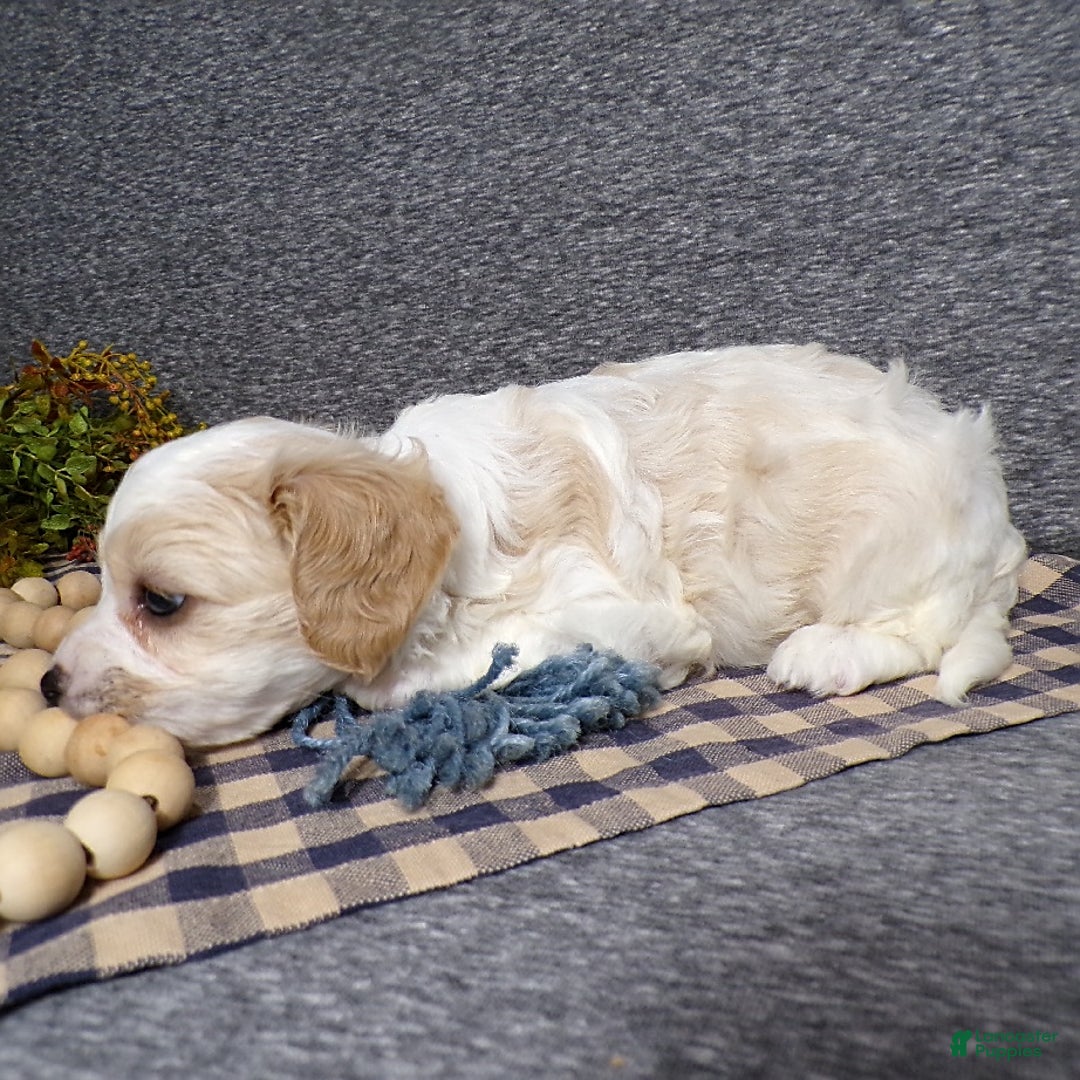 Cavachon dogs for sale: Banjo - Image 9