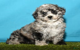 Bichpoo dogs for sale: Minnie - Image 4
