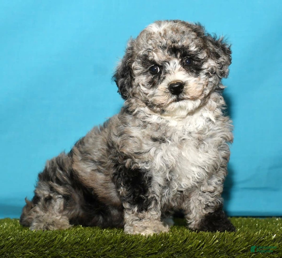 Bichpoo dogs for sale: Minnie - Image 4