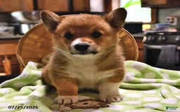 Welsh Corgi Pembroke dogs for sale: Toro - Image 6