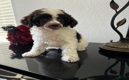 Miniature Poodle dogs for sale: Captain America - Image 4