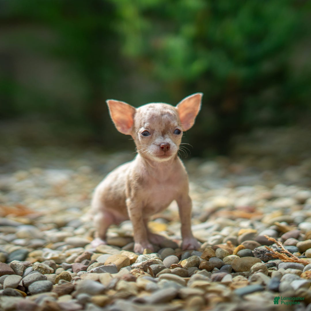 Chihuahua dogs for sale: Sweat Pea - Image 3