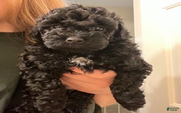 Miniature Poodle dogs for sale: Sonic - Image 15