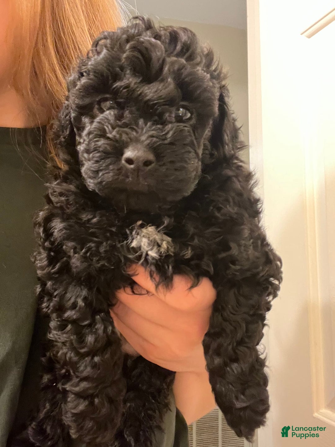 Miniature Poodle dogs for sale: Sonic - Image 15