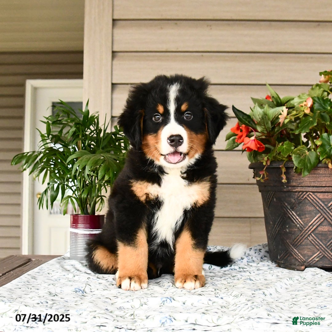 Bernese Mountain Dog dogs for sale: Bruno - Image 2
