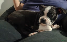 Boston Terrier dogs for sale: Jax - Image 4
