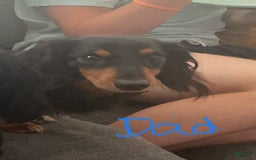Dachshund dogs for sale: Sandy - Image 10